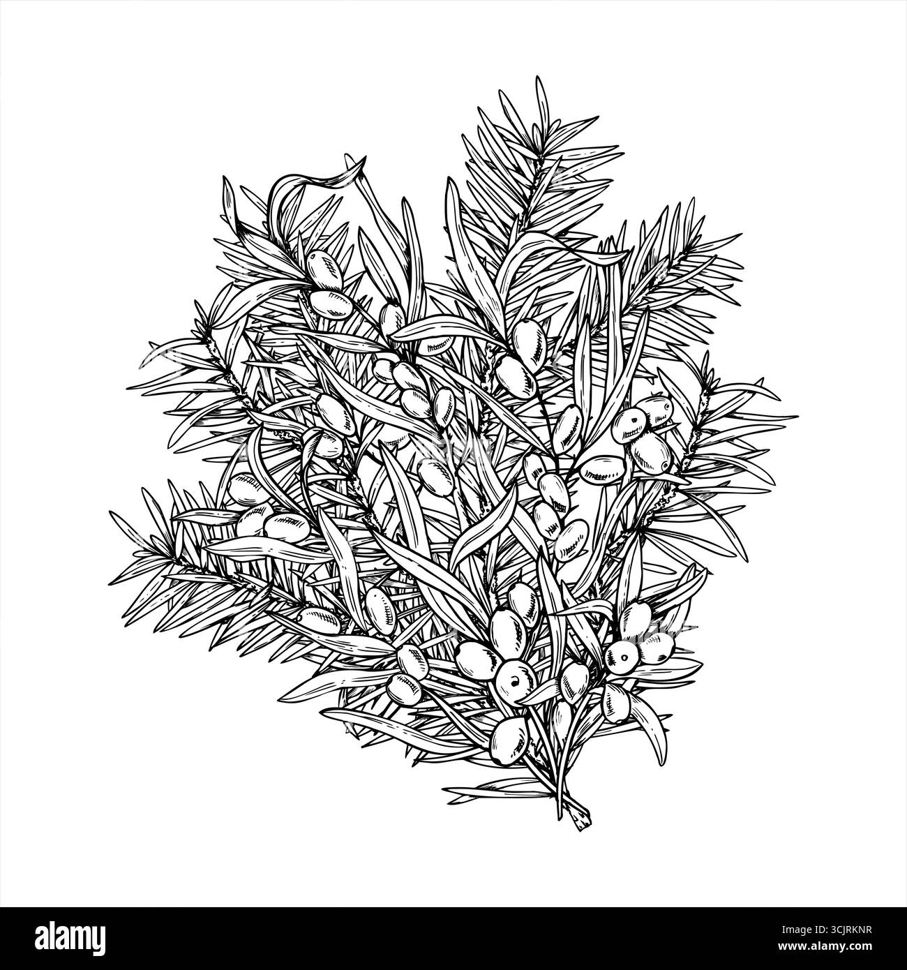 Branche d'argousier avec baies et branches d'épinette bouquet vecteur illustration isolée dans le style linéaire monochrome. Épine salée scandinave, pin Illustration de Vecteur Branche d'argousier avec baies et branches d'épinette bouquet vecteur illustration isolée dans le style linéaire monochrome. Épine salée scandinave, pin Illustration de Vecteur