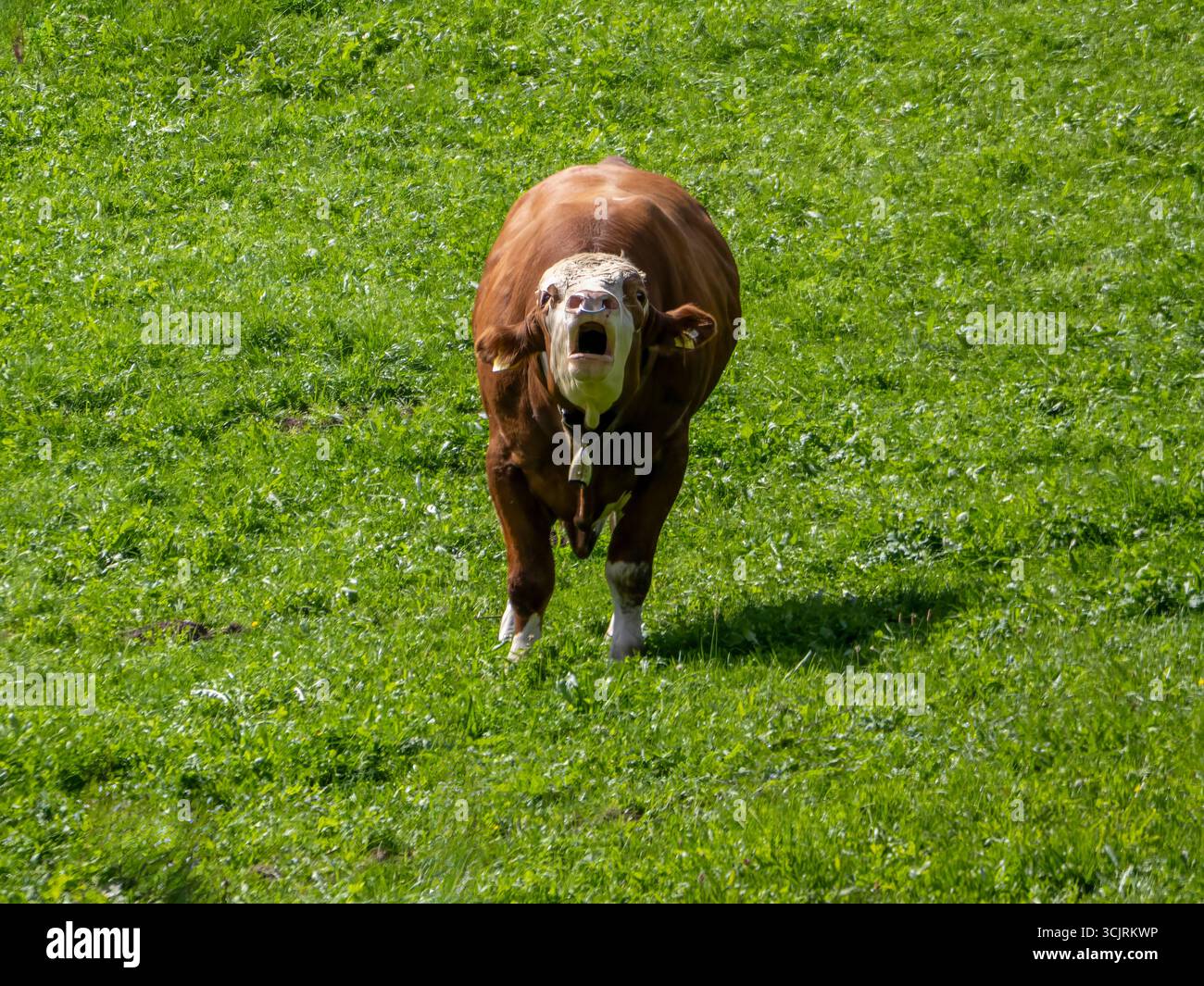Un bovin domestique (Bos taurus) en train de souffler photographié dans un pâturage près de Brandenberg. Brandenberg est situé à environ 900 mètres au-dessus de la vallée Inn. Banque D'Images
