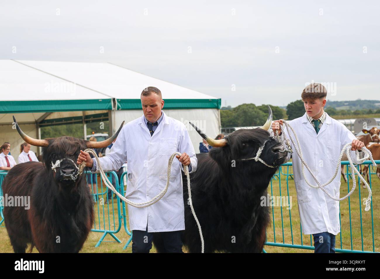 Exposition de bétail au 244e Wolsingham Show, comté de Durham 2025 Banque D'Images
