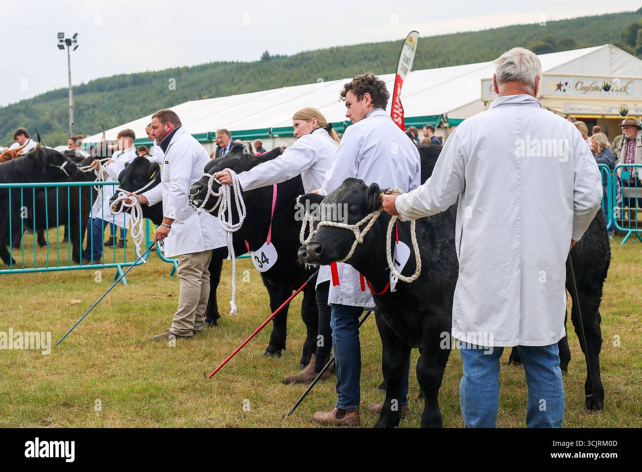 Exposition de bétail au 244e Wolsingham Show, comté de Durham 2025 Banque D'Images