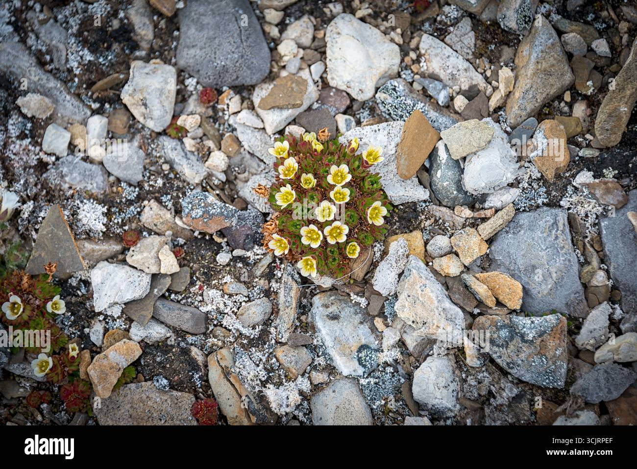 Fleurs de saxifrage arctique sur un sol rocheux Nordaustlandet Svalbard // NORDEAUSTLANDET, SVALBARD — les fleurs de saxifrage arctique fleurissent sur un sol rocheux à Nordaustlandet, Svalbard. Cette plante vivace robuste est l'une des espèces arctiques les plus répandues, trouvée dans la toundra arctique et dans les régions alpines. Sa capacité à prospérer dans des environnements rigoureux et froids en fait une plante caractéristique de l’archipel du Svalbard. Nordaustlandet est la deuxième plus grande île de l'archipel du Svalbard, connue pour ses glaciers, ses fjords et la diversité de la faune et de la flore arctiques. Le Svalbard est un archipel norvégien situé dans le nord Banque D'Images