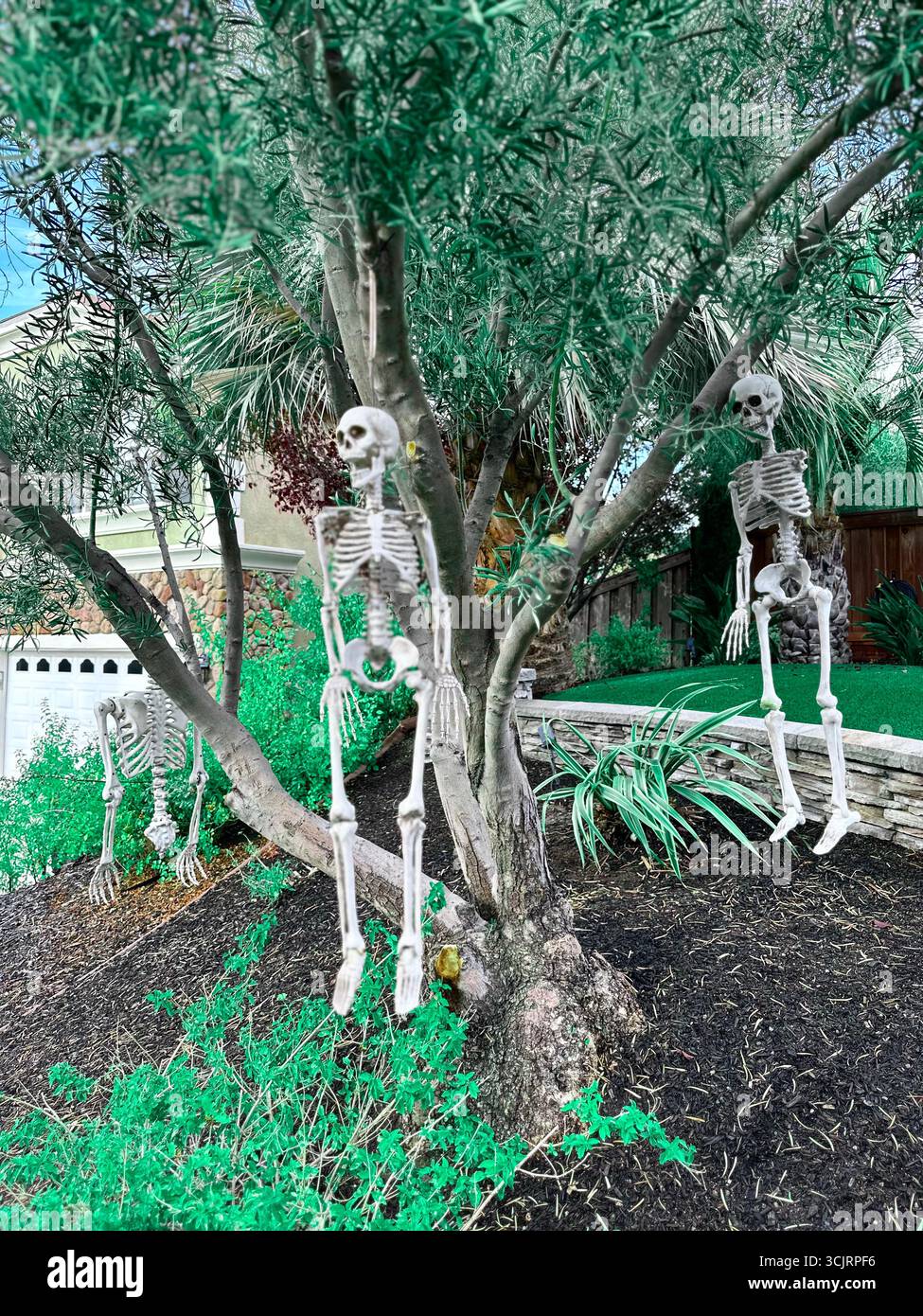 Trois figures squelettes pendent d'un arbre dans une cour avant de banlieue dans le cadre d'un affichage de décoration extérieure effrayant d'Halloween. Banque D'Images