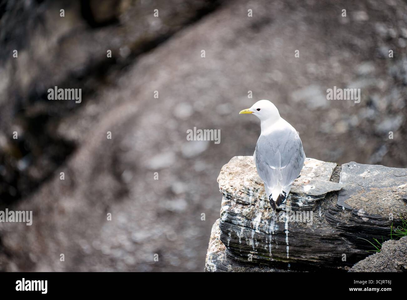 Colonie d'oiseaux Kittiwake sur le rocher Kapp Waldburg Svalbard Norvège // SVALBARD ET Jan MAYEN — Un oiseau Kittiwake (Rissa tridactyla) perché sur une falaise rocheuse sur l'île de Barents, qui fait partie de l'archipel du Svalbard en Norvège. Ces oiseaux de mer sont connus pour leur nidification dans de grandes colonies sur les rebords des falaises. Le Svalbard, un archipel arctique, est un lieu de reproduction important pour de nombreuses espèces d'oiseaux en raison de son emplacement éloigné et de sa faune marine abondante. Le Kittiwake est un spectacle commun le long des côtes arctiques, qui repose sur les falaises abruptes pour se protéger des prédateurs et pour les sites de nidification. Banque D'Images