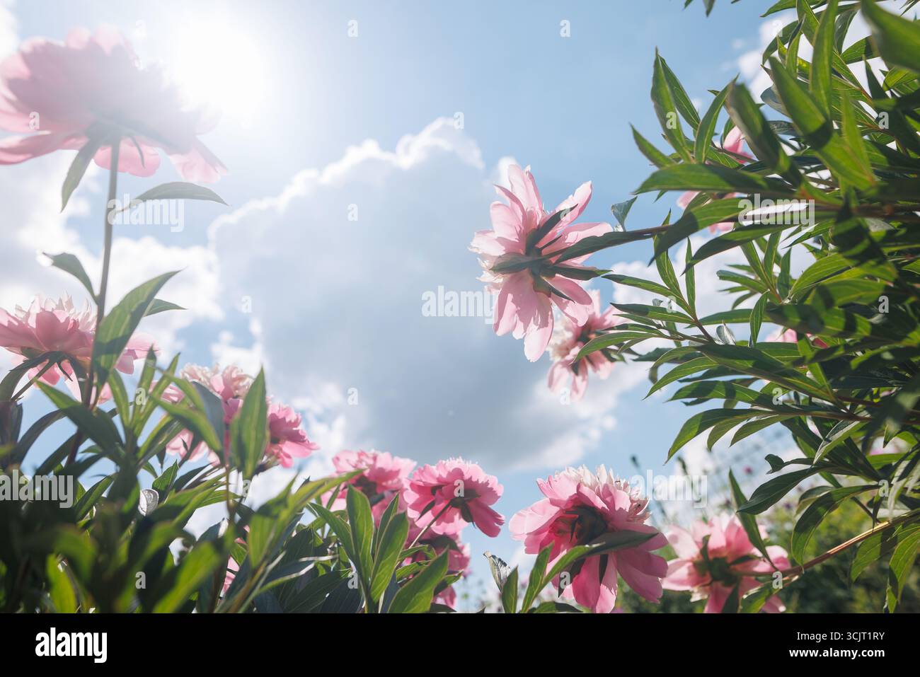 Regardant vers le ciel à la belle vue de fleurs roses contrastant avec une toile de fond d'un ciel bleu parsemé de nuages blancs moelleux, mise au point sélective Banque D'Images