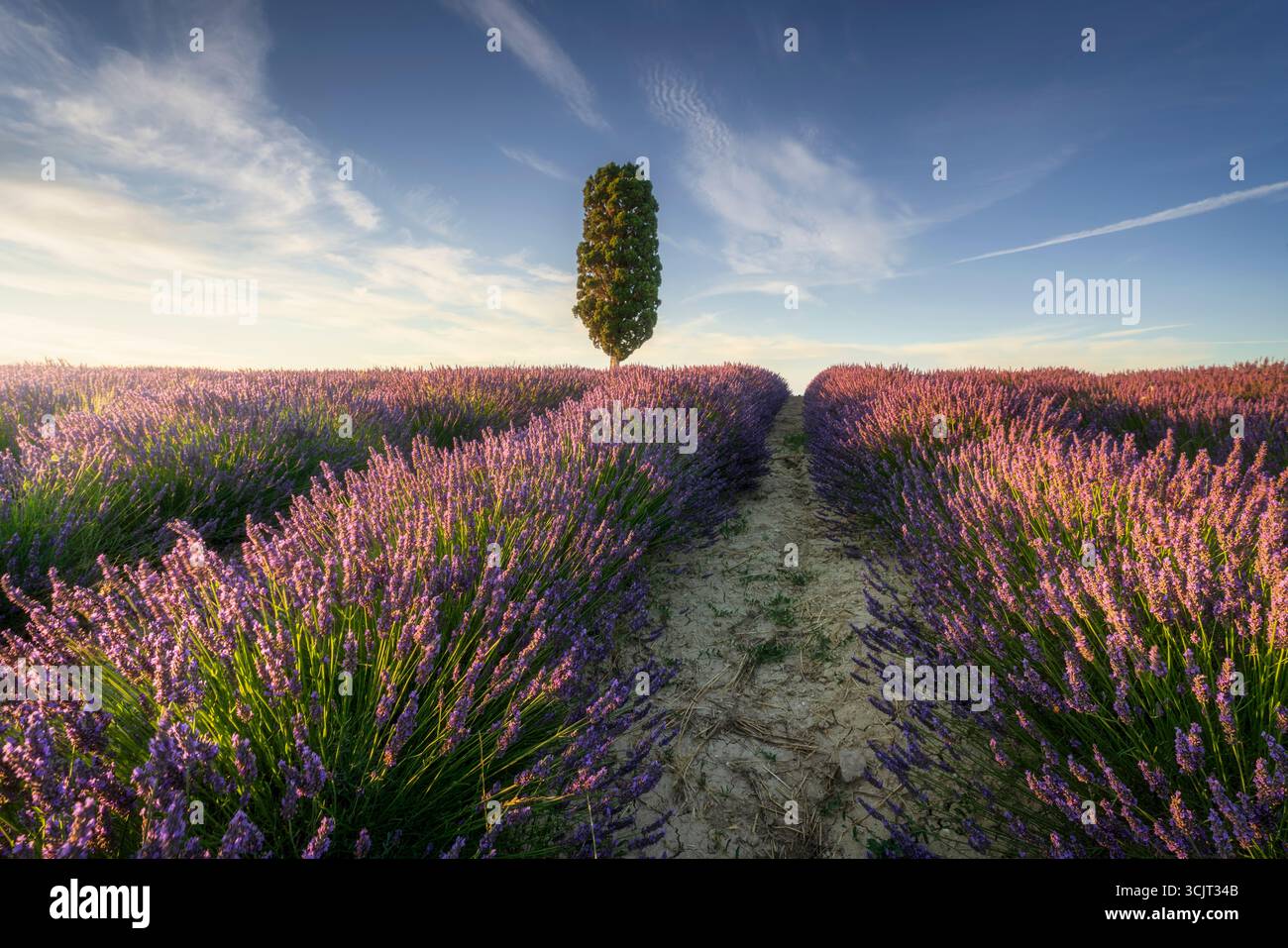 Champ de lavande avec cyprès solitaire à Orciano Pisano en Toscane Italie pendant la floraison estivale avec fleurs violettes et ciel dramatique. Province de Pis Banque D'Images