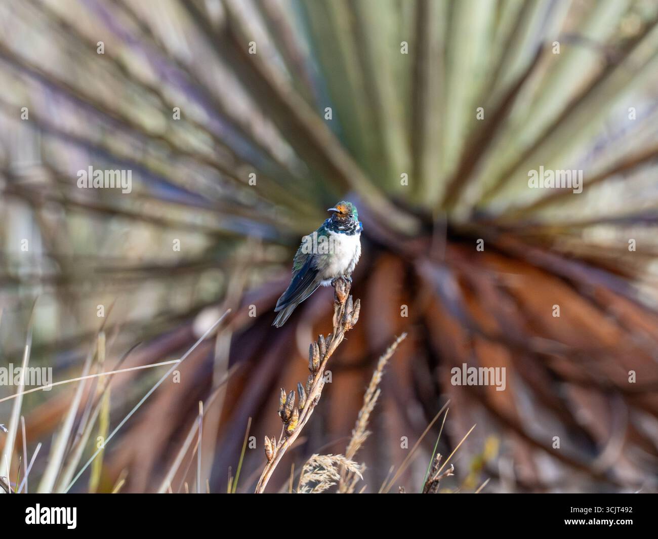 Colibri hillstar à gorge bleue, Oreotrochilus cyanolaemus, endémique de la montagne Cerro de Arcos, Équateur Banque D'Images