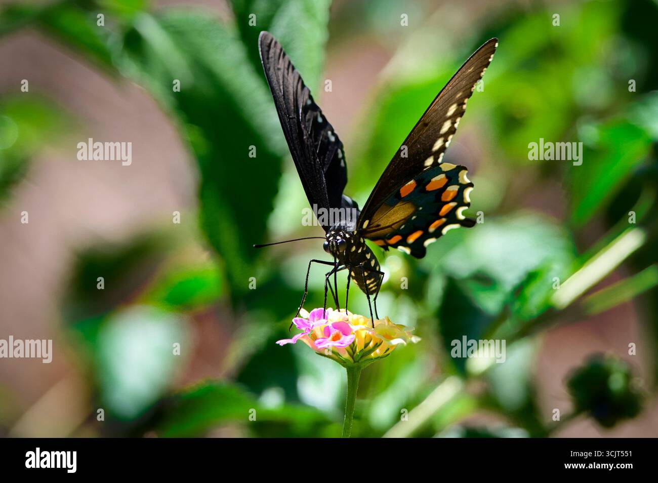 Un papillon Atala, (Eumaeus Atala) utilise son probiscus pour siroter le nectar d'une fleur le long de la Riverwalk à Columbus, Mississippi. Banque D'Images Un papillon Atala, (Eumaeus Atala) utilise son probiscus pour siroter le nectar d'une fleur le long de la Riverwalk à Columbus, Mississippi. Banque D'Images