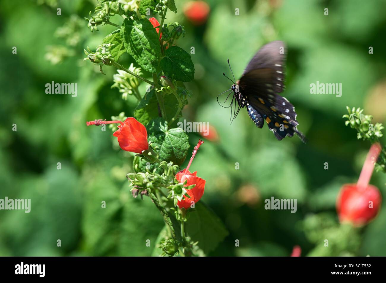 Un papillon Atala (Eumaeus Atala) arrive pour un atterrissage sur une fleur le long du Riverwalk à Columbus, Mississippi. Les papillons sirotent du nectar de la fleur Banque D'Images Un papillon Atala (Eumaeus Atala) arrive pour un atterrissage sur une fleur le long du Riverwalk à Columbus, Mississippi. Les papillons sirotent du nectar de la fleur Banque D'Images