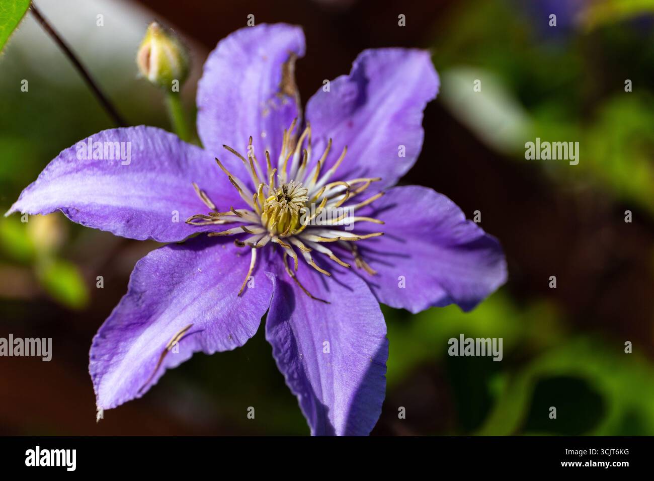 Clematis viticella (fleur de cuir italienne, clématite violette ou tonneau vierge) vue rapprochée d'une seule fleur violette. Banque D'Images