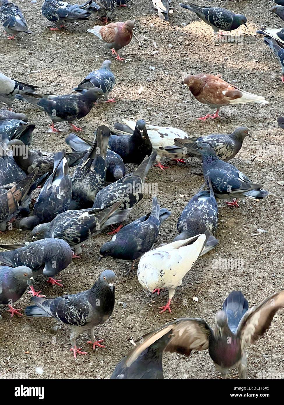 Les pigeons de la ville mangent - Image de stock capturée avec un smartphone