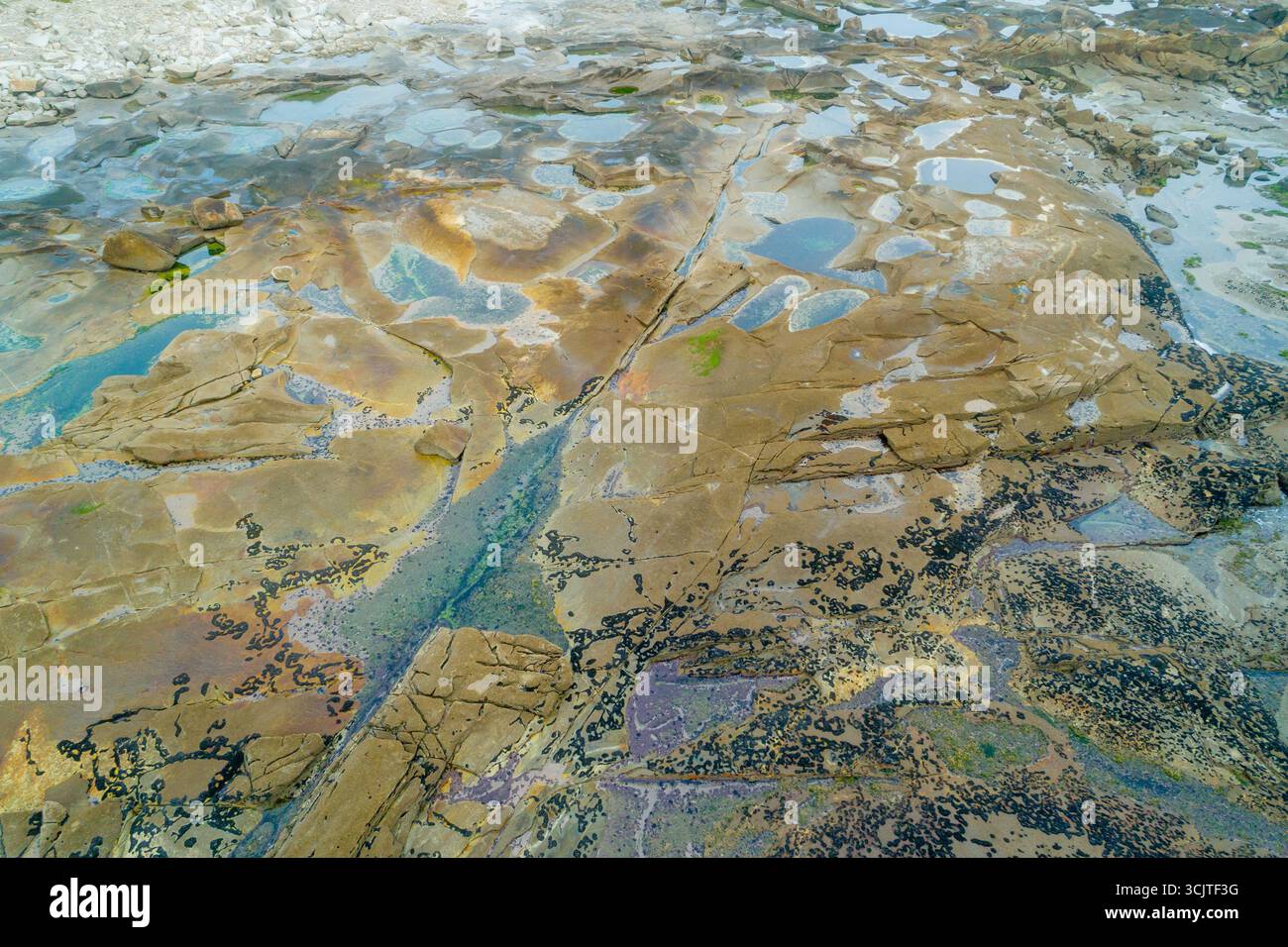 L'écosystème côtier vibrant et diversifié d'une rive rocheuse Un monde miniature Banque D'Images