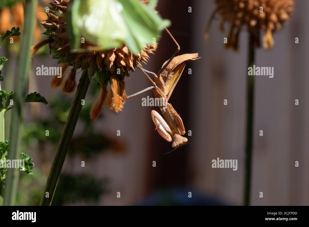 La Matite priante brune chassant sur une plante de queue de lion, Leonotis leonurus, poussant dans un jardin de Californie du Sud Banque D'Images