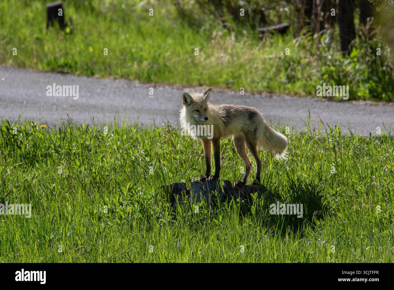 Renard sauvage mue son manteau d'hiver à la recherche de nourriture dans un terrain de camping dans le parc national de Yellowstone Wyoming printemps 2024 Banque D'Images