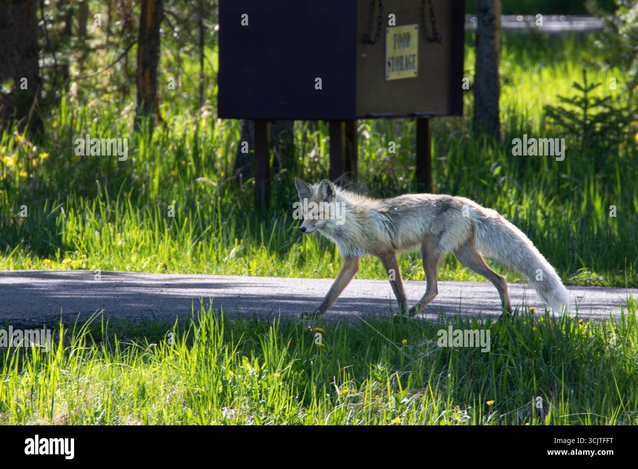 Renard sauvage mue son manteau d'hiver à la recherche de nourriture dans un terrain de camping dans le parc national de Yellowstone Wyoming printemps 2024 Banque D'Images