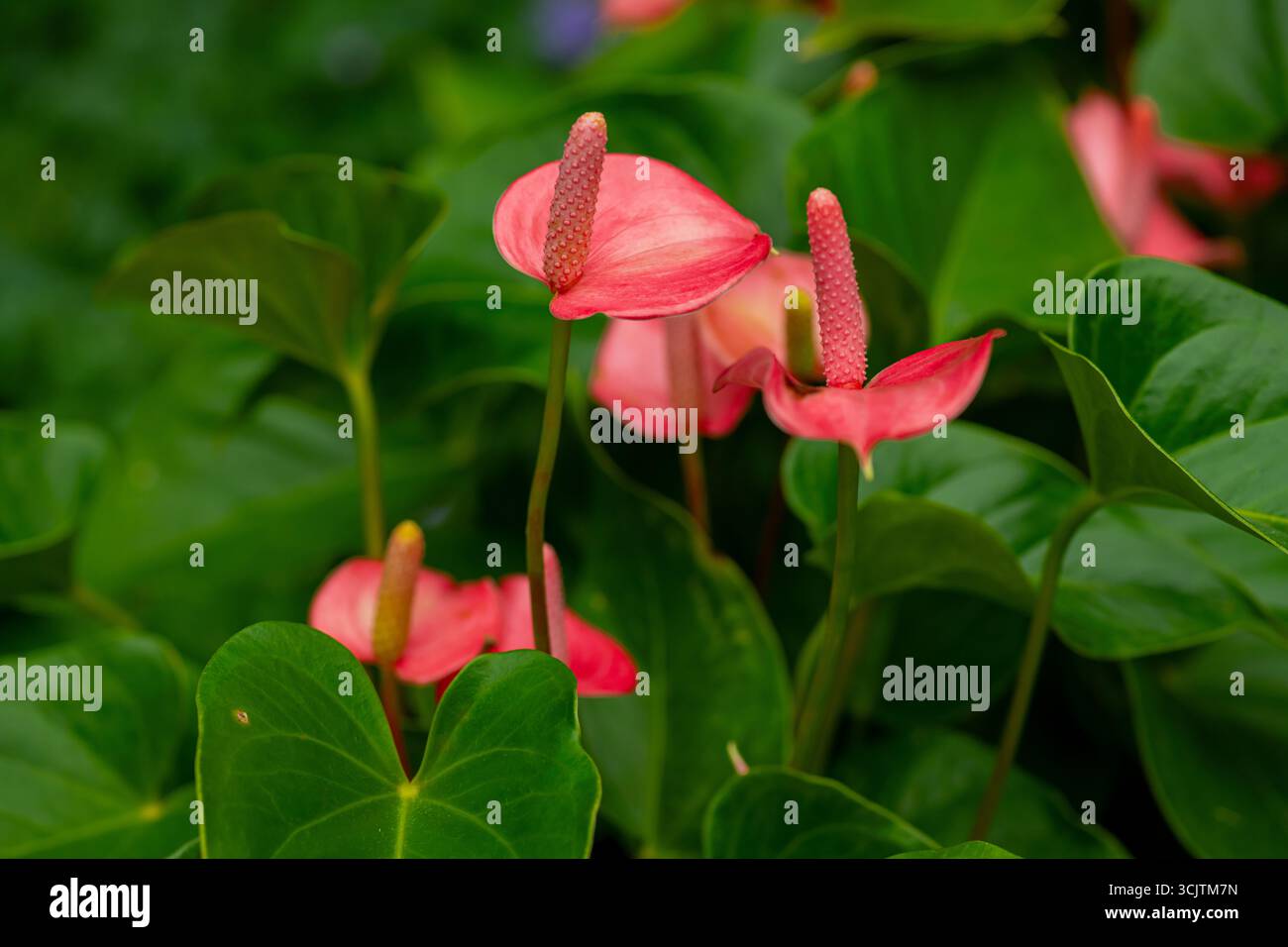 Gros plan d'une fleur d'Anthurium colorée avec des feuilles vertes. Une photographie détaillée en gros plan d'une fleur d'Anthurium, mettant en valeur son rose et son vert éclatant Banque D'Images