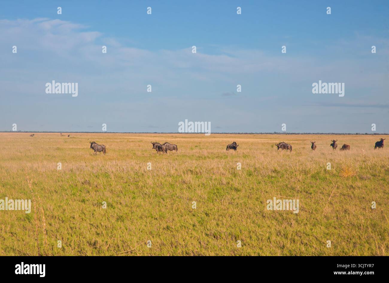 troupeau de gnous pâtissant de l'herbe dans les plaines de la savane au coucher du soleil Banque D'Images troupeau de gnous pâtissant de l'herbe dans les plaines de la savane au coucher du soleil Banque D'Images