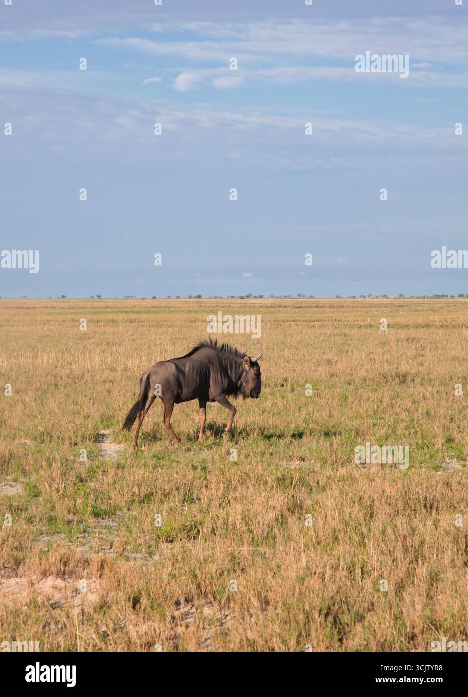 gnous broutant l'herbe dans les plaines de la savane au coucher du soleil Banque D'Images gnous broutant l'herbe dans les plaines de la savane au coucher du soleil Banque D'Images