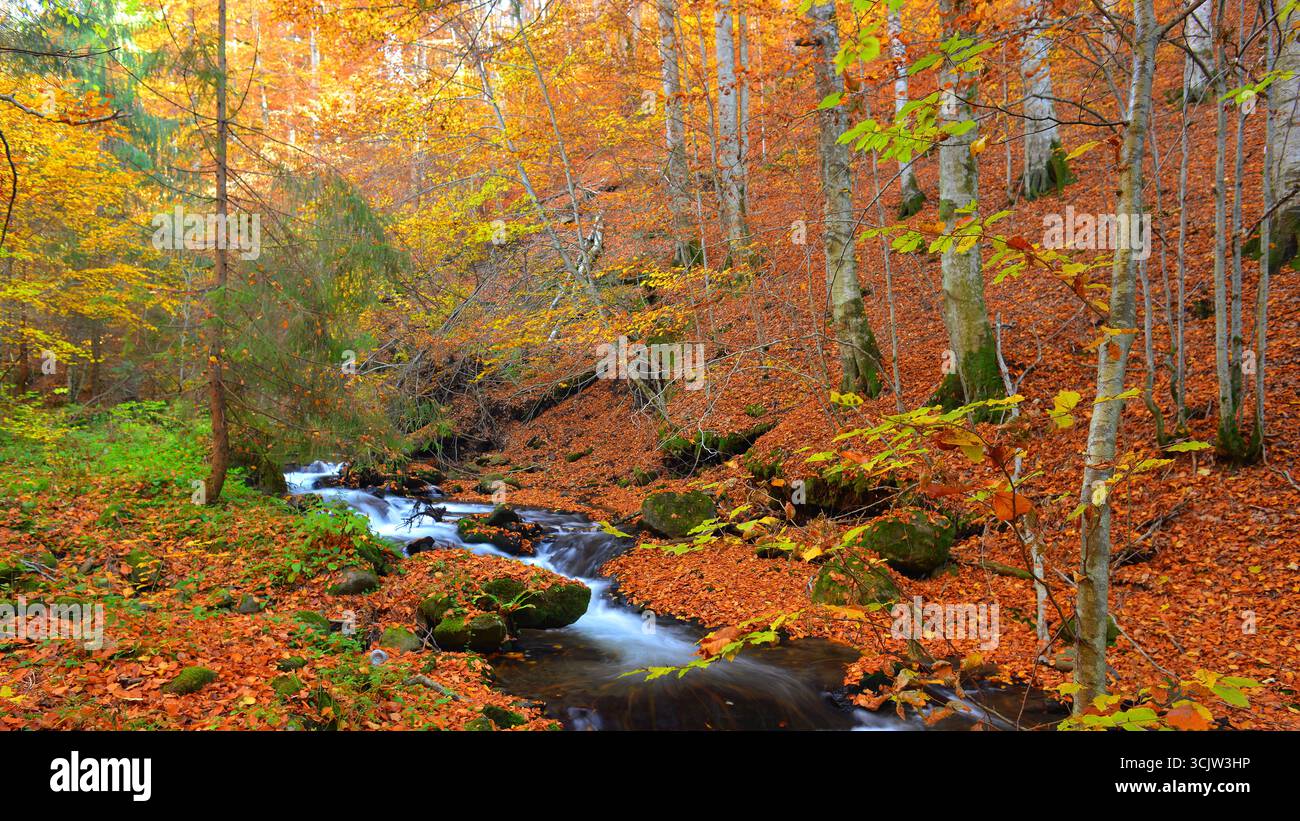 Ruisseau de montagne coulant parmi les feuilles ocres tombées. Feuillage d'automne dans les Carpates, Transylvanie. Banque D'Images