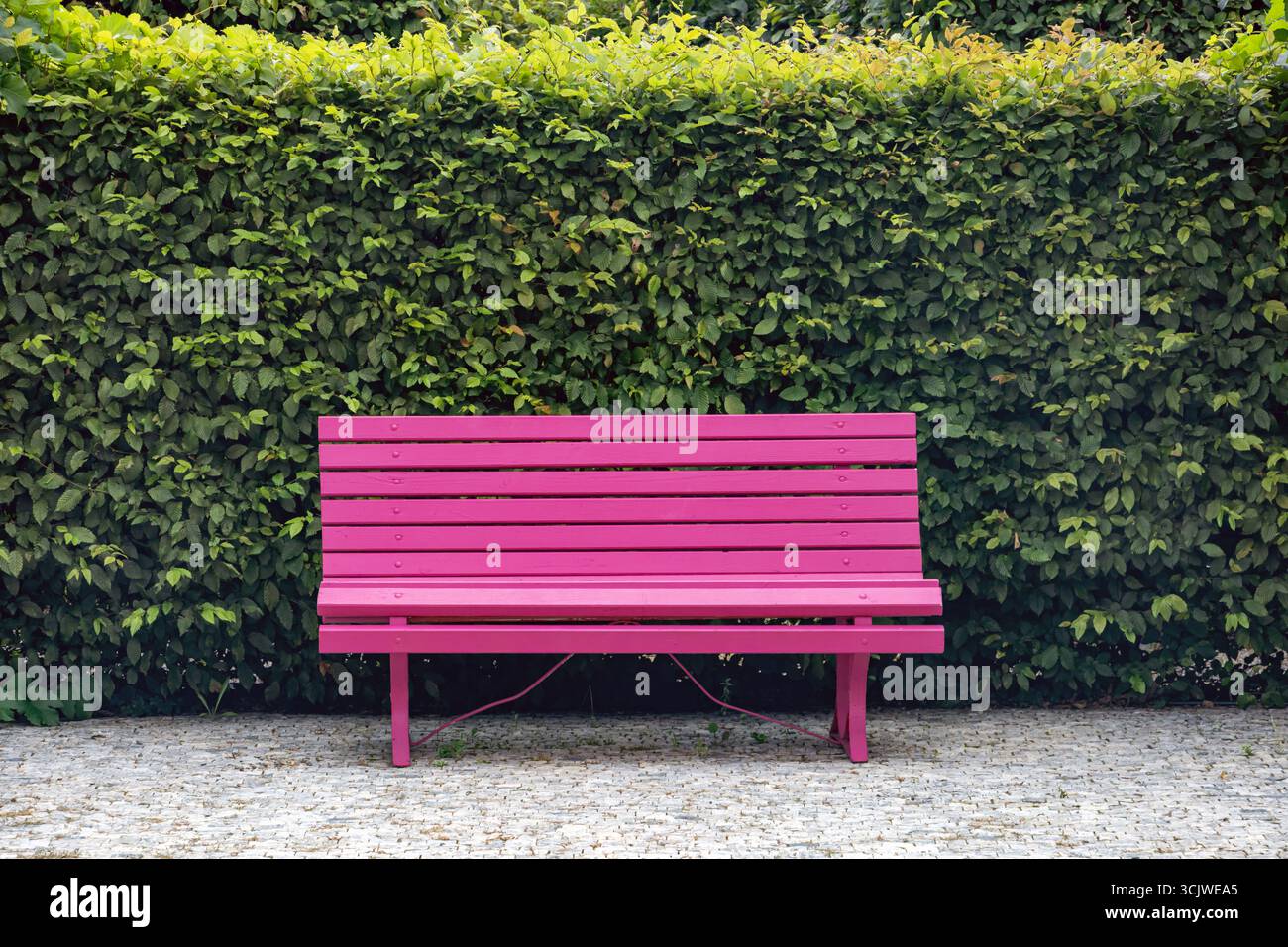 Banc rose vif sous une haie verte luxuriante dans un cadre de jardin paisible Banque D'Images