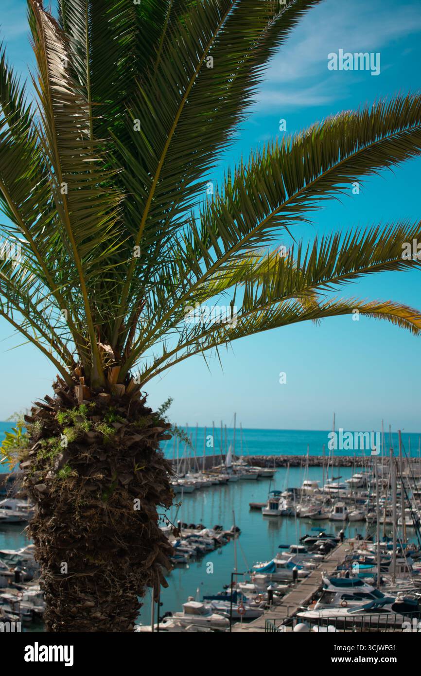 Vue depuis un palmier du port Garraf à Barcelone Banque D'Images