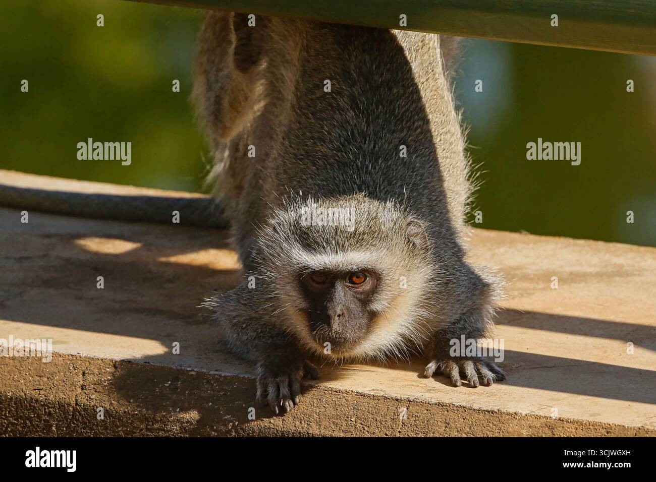 Singe africain Vervet regardant la caméra Banque D'Images