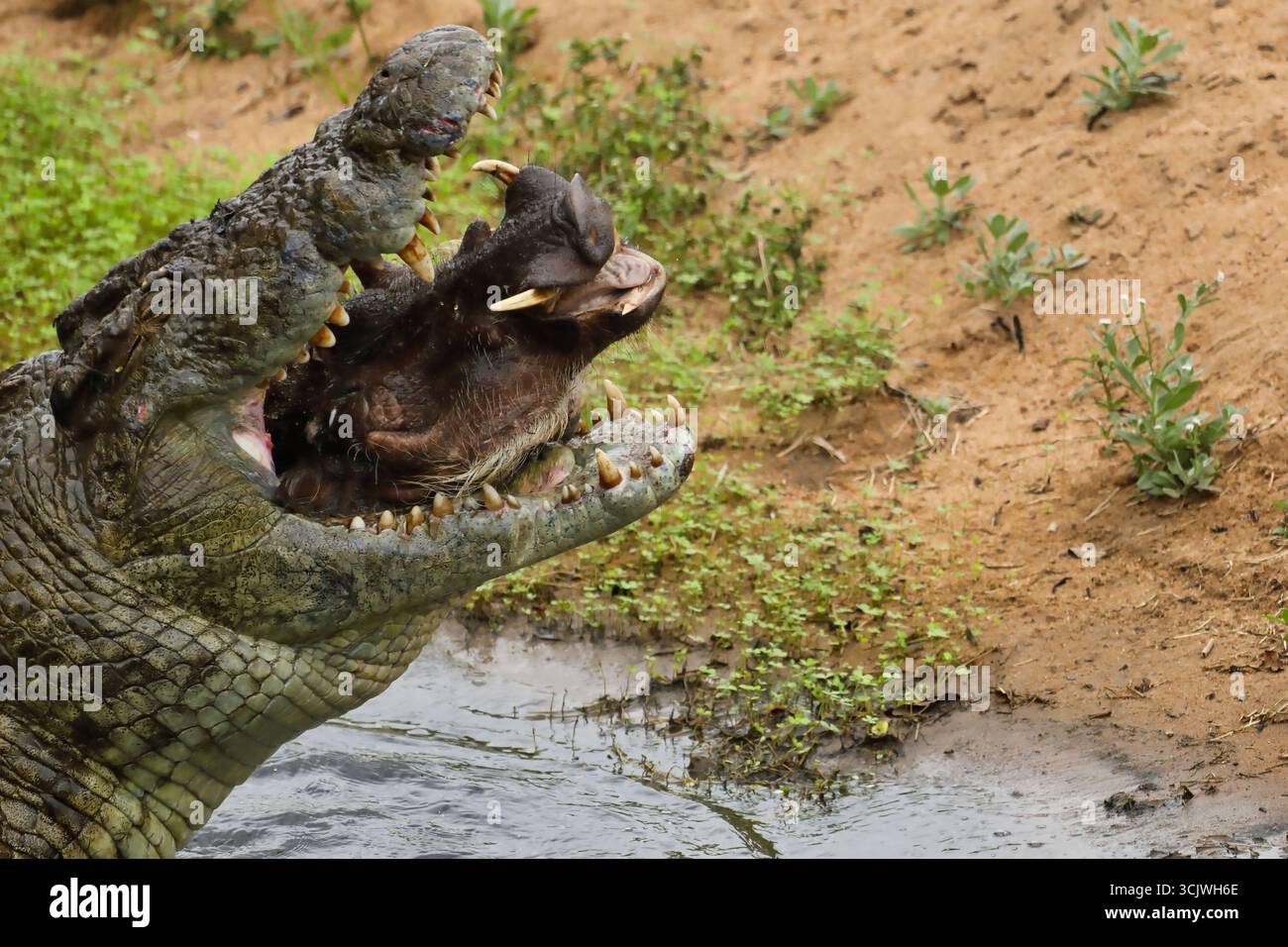 Crocodile se régalant d'un phacochère Banque D'Images