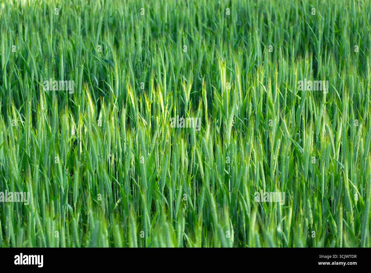 Fond de champ de grain vert dende avec de longues oreilles Banque D'Images