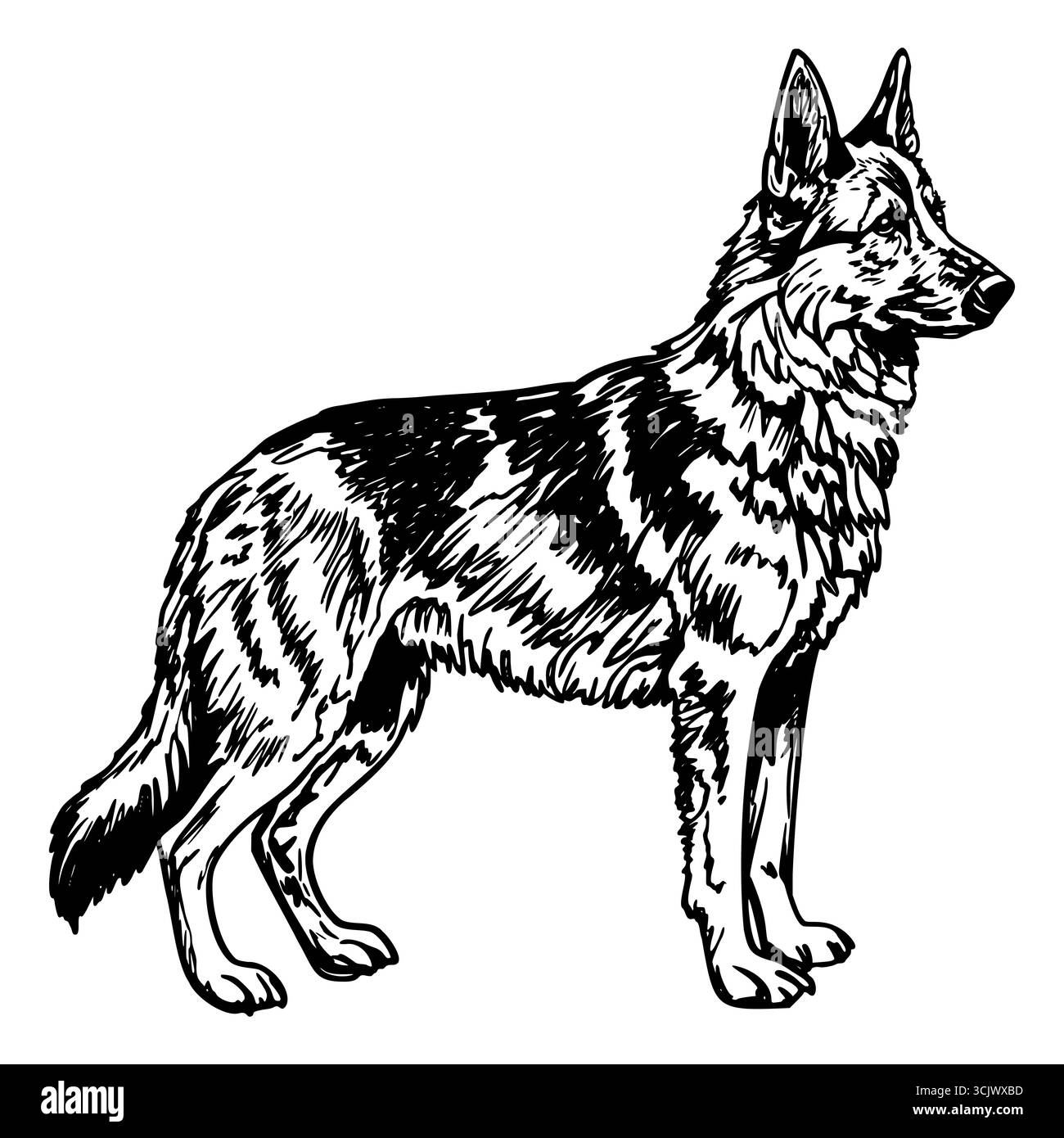 Une illustration détaillée d'un chien Berger allemand debout. Le chien a un pelage épais avec un mélange de couleurs noir et brun, mettant en valeur sa force Illustration de Vecteur