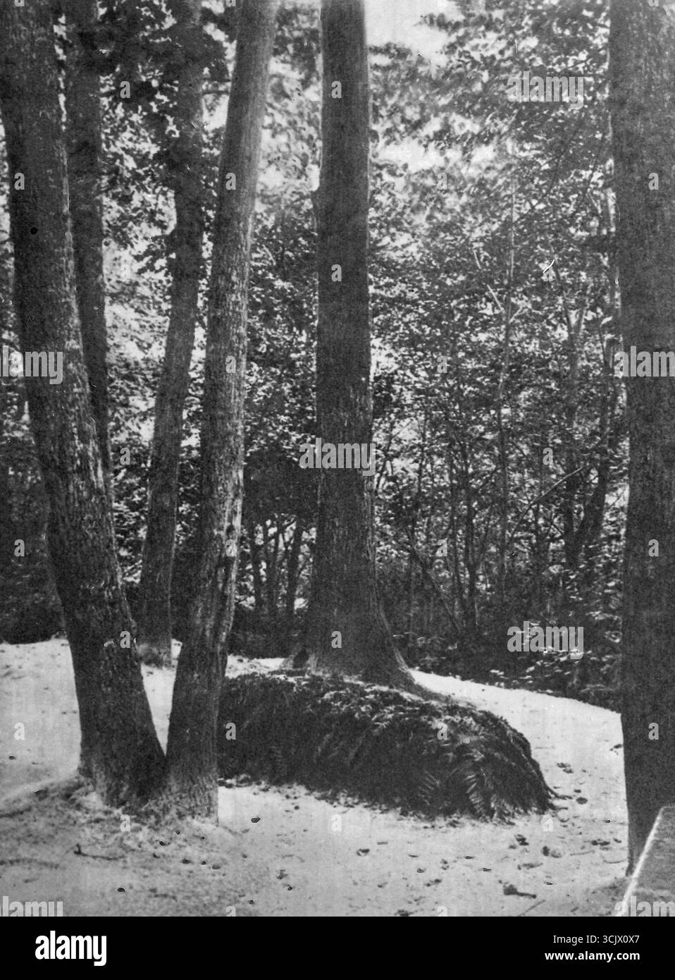 Tombe du romancier russe Leo Tolstoï, Yasnaya Polyana, Russie 1910 Banque D'Images
