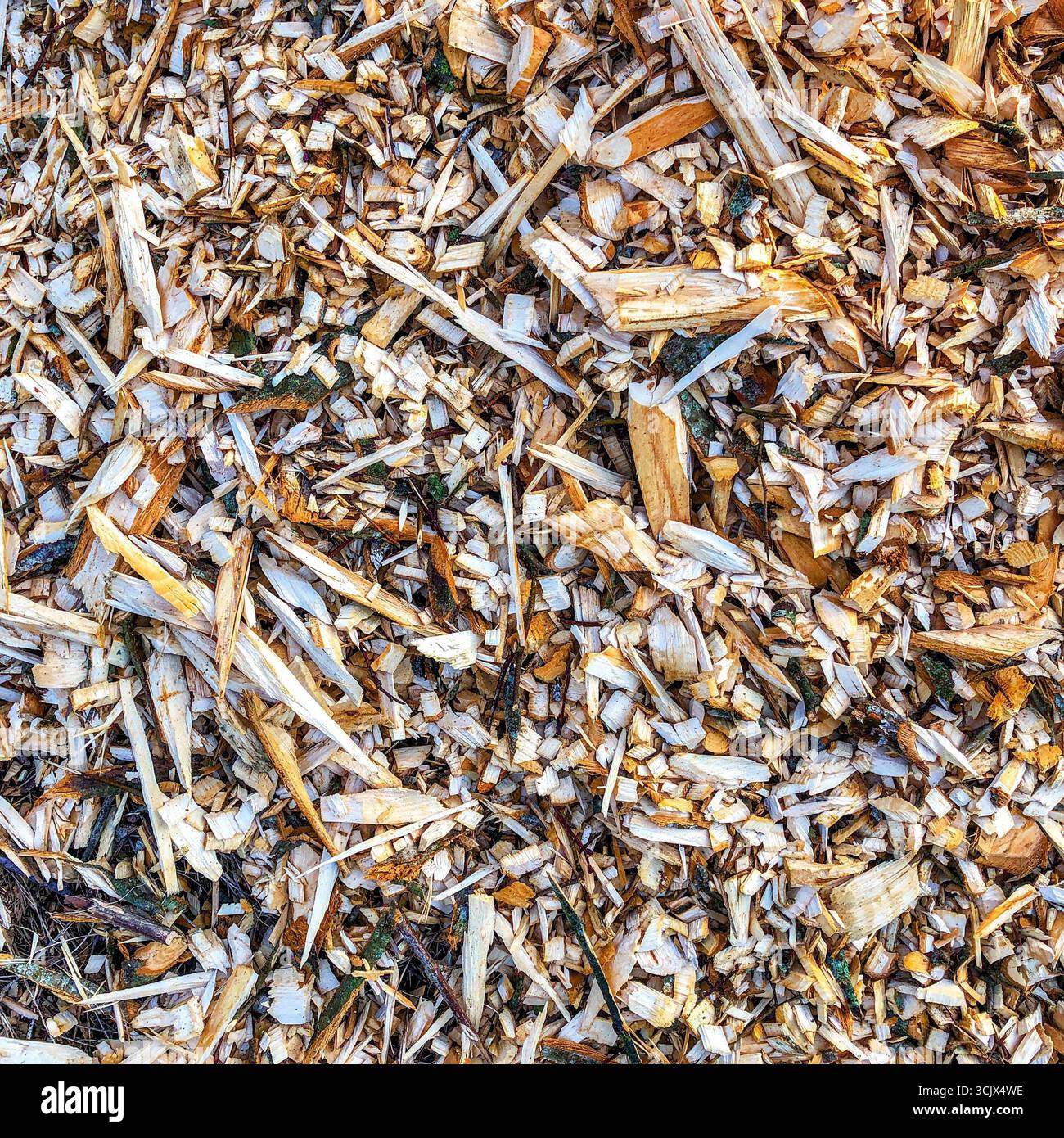 Copeaux de bois naturels utilisés comme couverture de sol organique dans le jardin - centre de la France. Banque D'Images