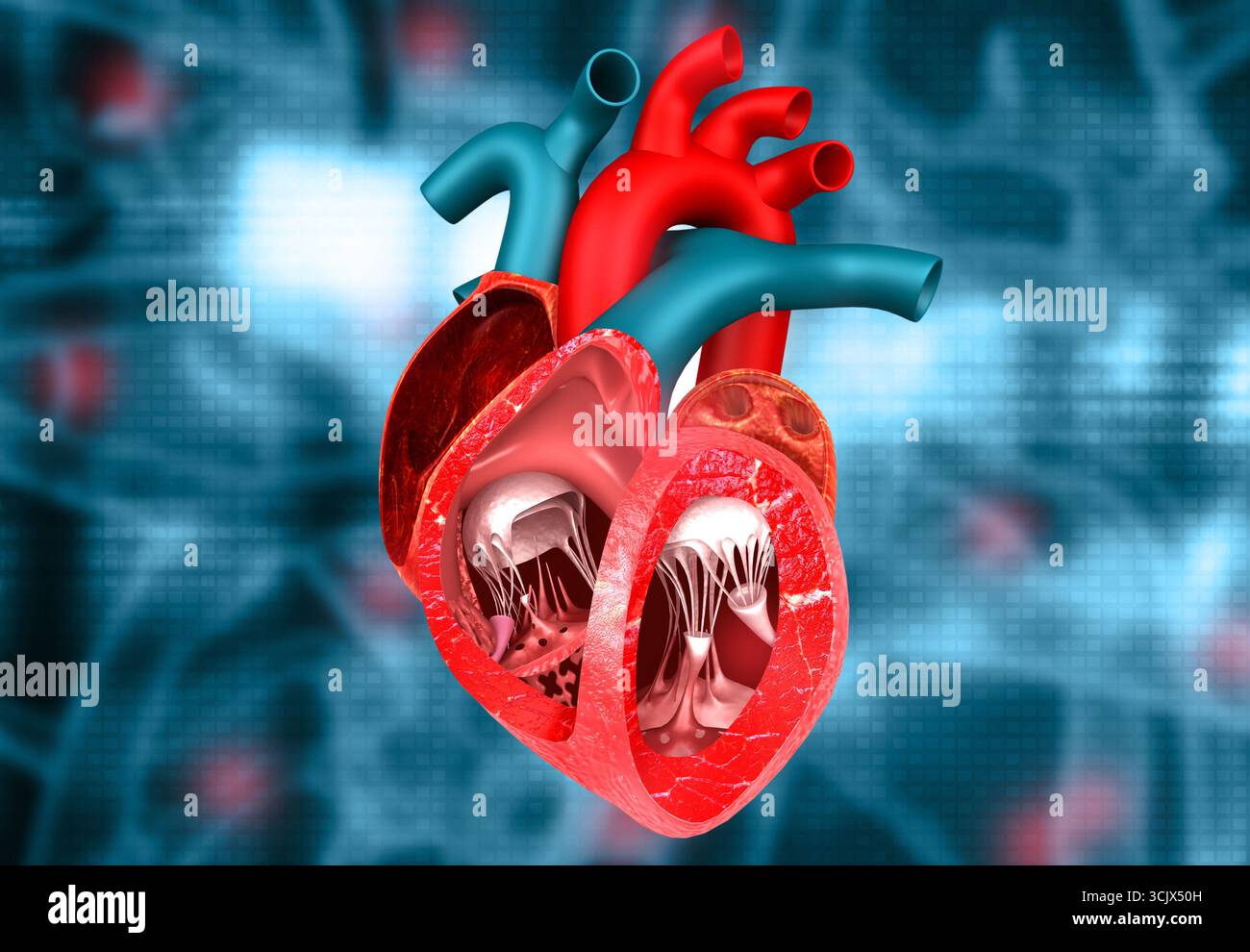Anatomie en coupe transversale du coeur humain sur fond médical. illustration 3d. Banque D'Images