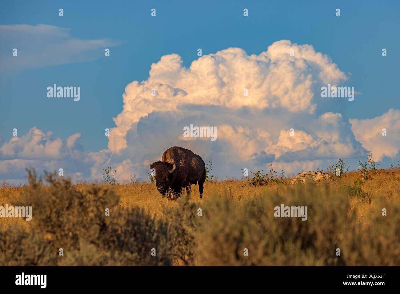 Un taureau bison américain (Bison bison) pèle sur le parc d'État d'Antelope Island, comté de Davis, Utah alors qu'un nuage cumulonimbus se profile au loin. Banque D'Images