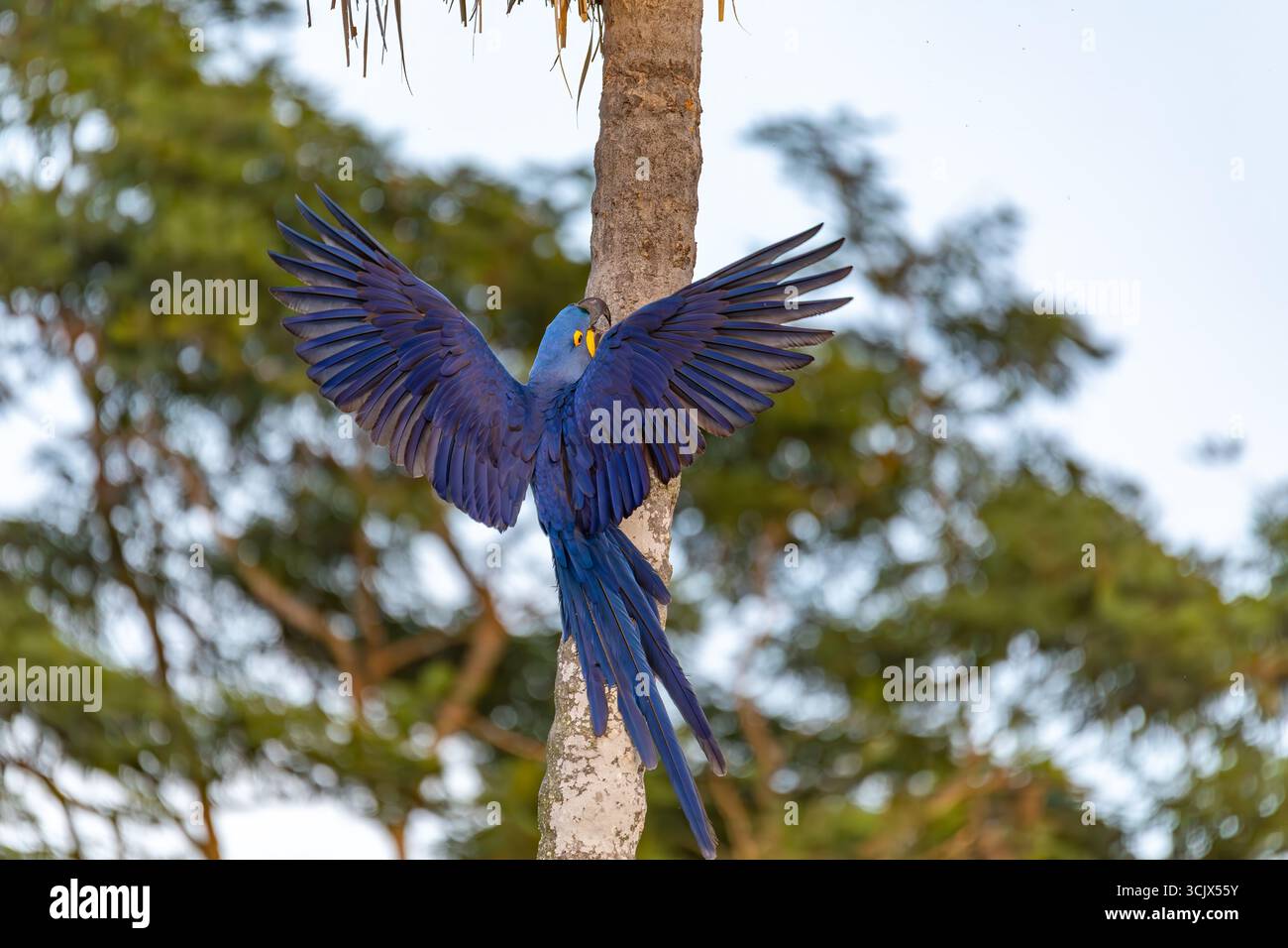 Aras de Hyacinthe (Anodorhynchus hyacinthinus), aras de Hyacinthe, plus grande espèce de perroquets volants avec plumage bleu brillant. Corumba, Pantanal, Mato Gro Banque D'Images