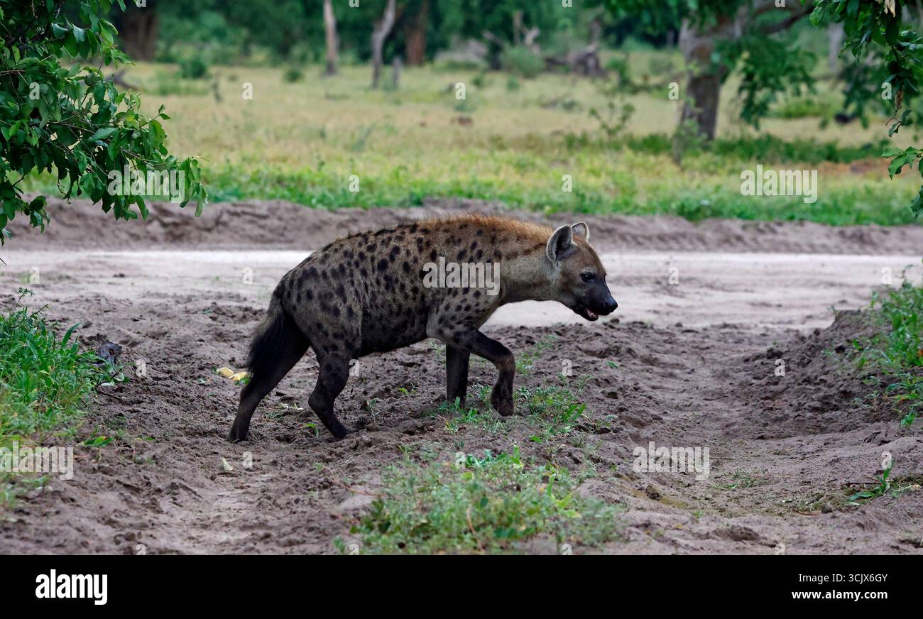 Hyène repérée dans le delta de l'Okavango Banque D'Images