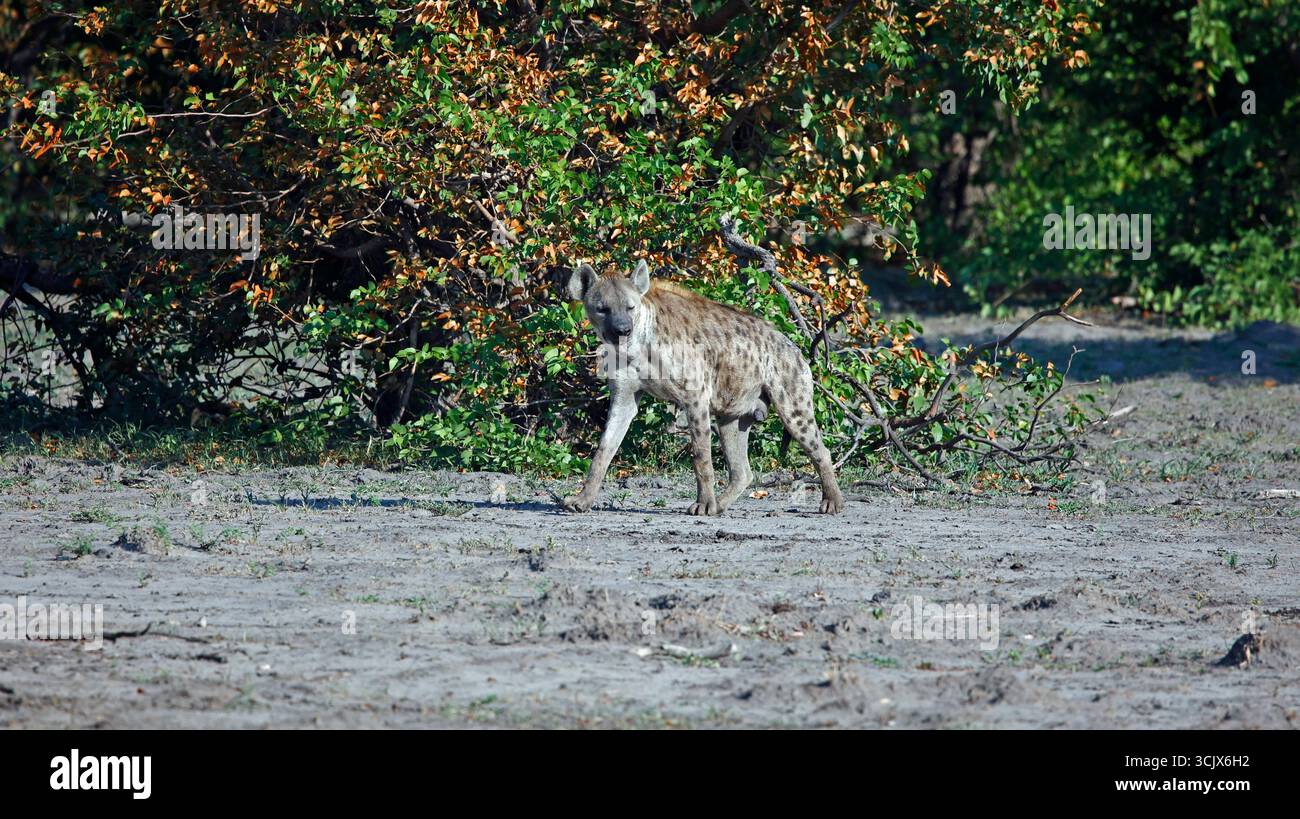 Hyène repérée dans le delta de l'Okavango Banque D'Images