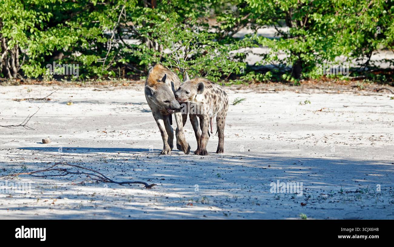 Hyène repérée dans le delta de l'Okavango Banque D'Images