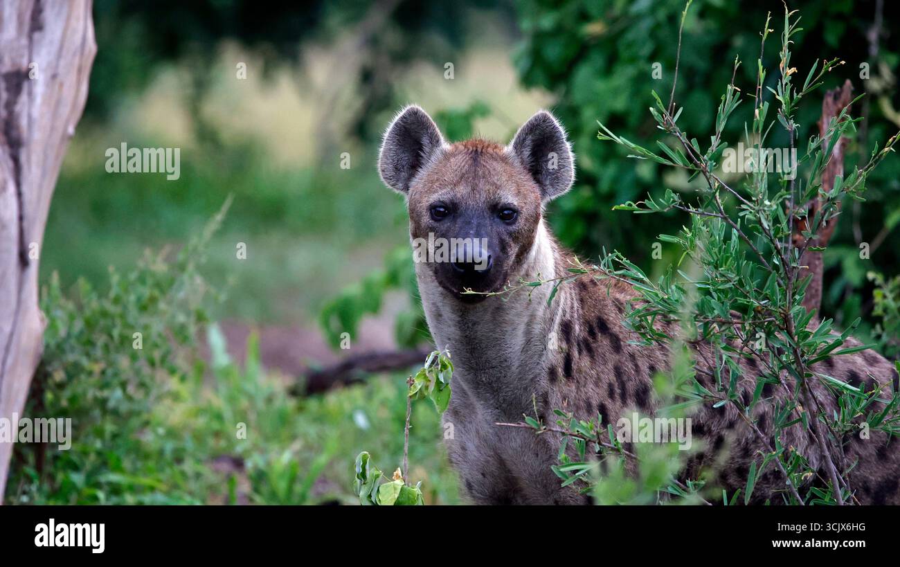 Hyène repérée dans le delta de l'Okavango Banque D'Images