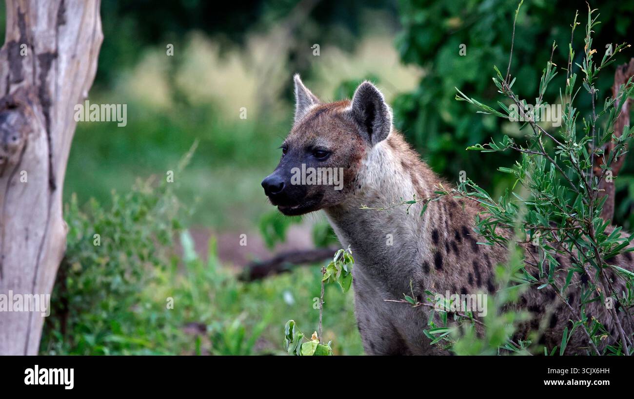 Hyène repérée dans le delta de l'Okavango Banque D'Images