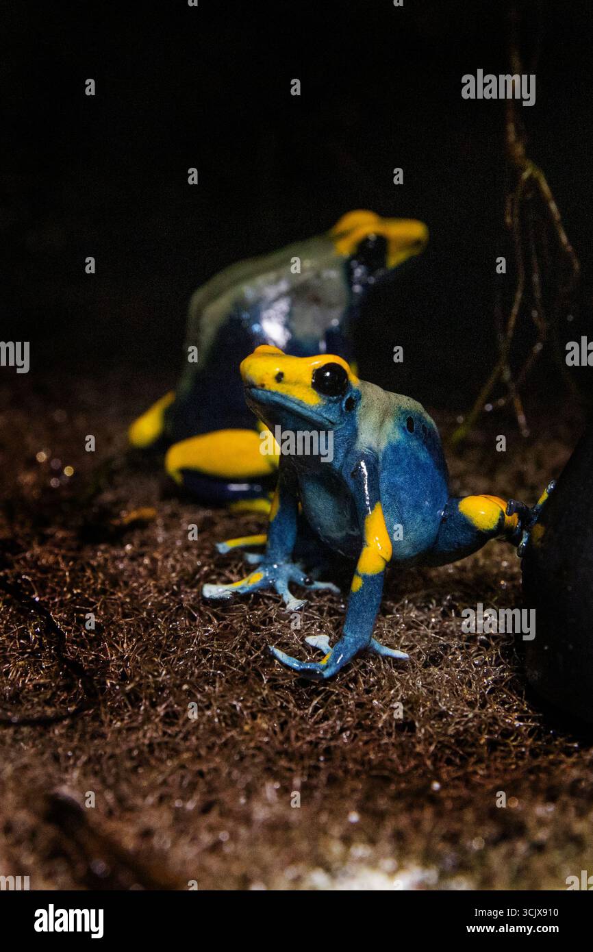 Paire d'amphibiens exotiques avec des marques vives. Dendrobates tinctorius Aellow et grenouille bleue Banque D'Images