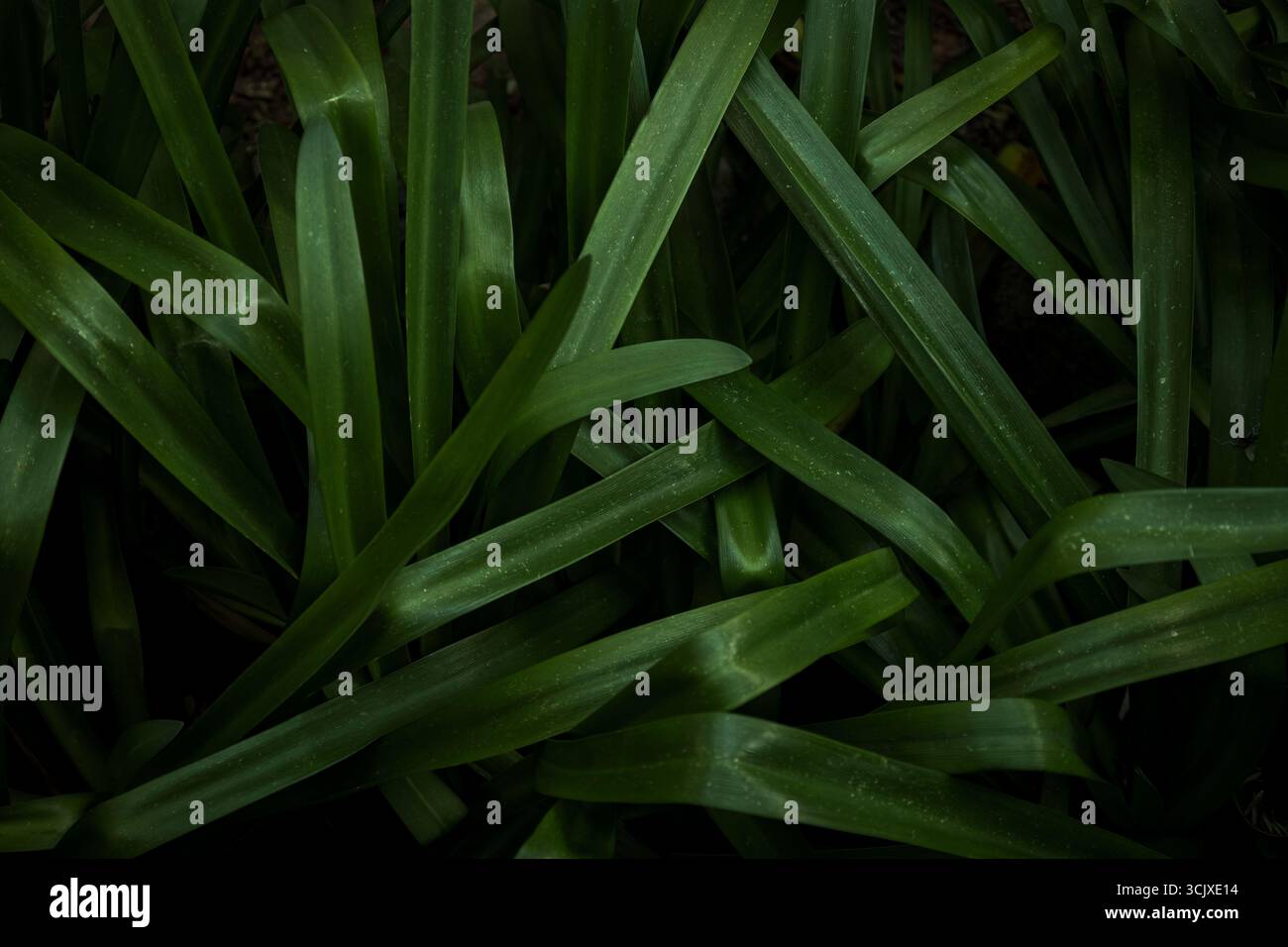 Longues feuilles de plantes. Fond vert luxuriant. Concpet nature Banque D'Images