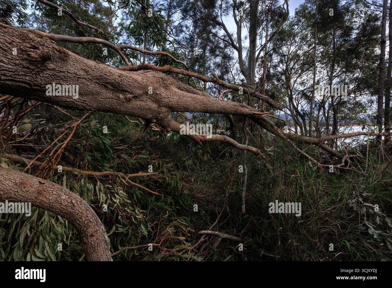 arbre antique déchu bloquant le chemin Banque D'Images