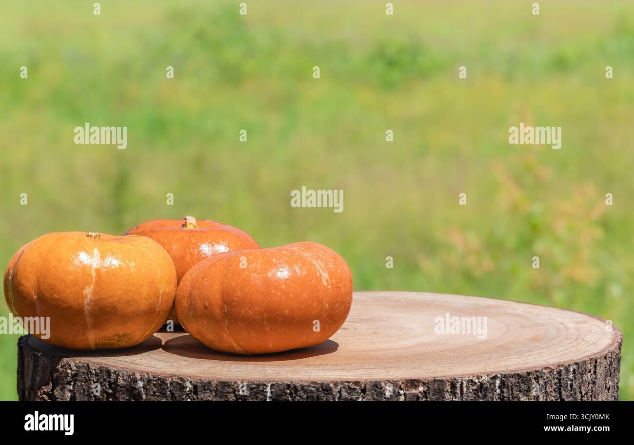 Citrouilles crues orange. Fond de Thanksgiving de citrouille d'automne, Mini citrouilles sur le dessus de table de souche d'arbre en bois avec fond naturel vert. Copier l'espace. Banque D'Images