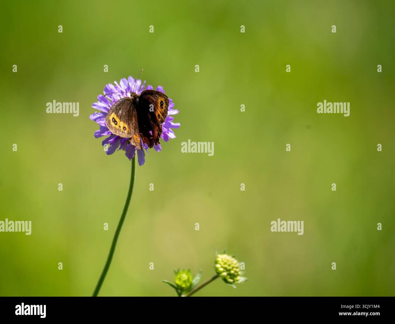 Un papillon écossais argus (Erebia aethiops), également connu sous le nom de diable des forêts, assis sur une fleur scabieuse. Prise à Brandenberg, Autriche. Banque D'Images