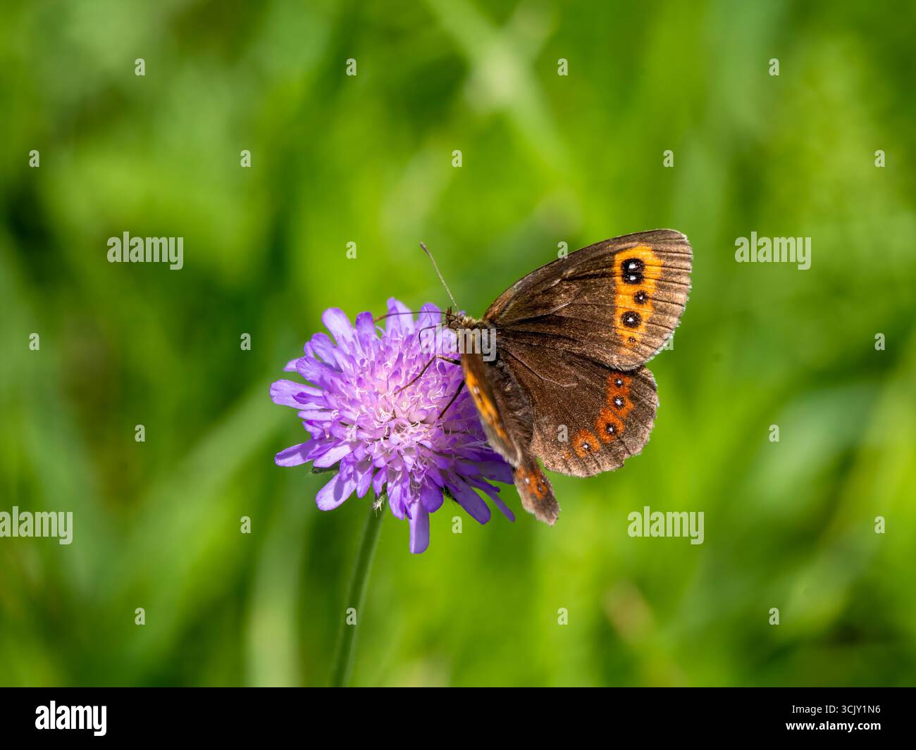 Un papillon écossais argus (Erebia aethiops), également connu sous le nom de diable des forêts, assis sur une fleur scabieuse. Prise à Brandenberg, Autriche. Banque D'Images