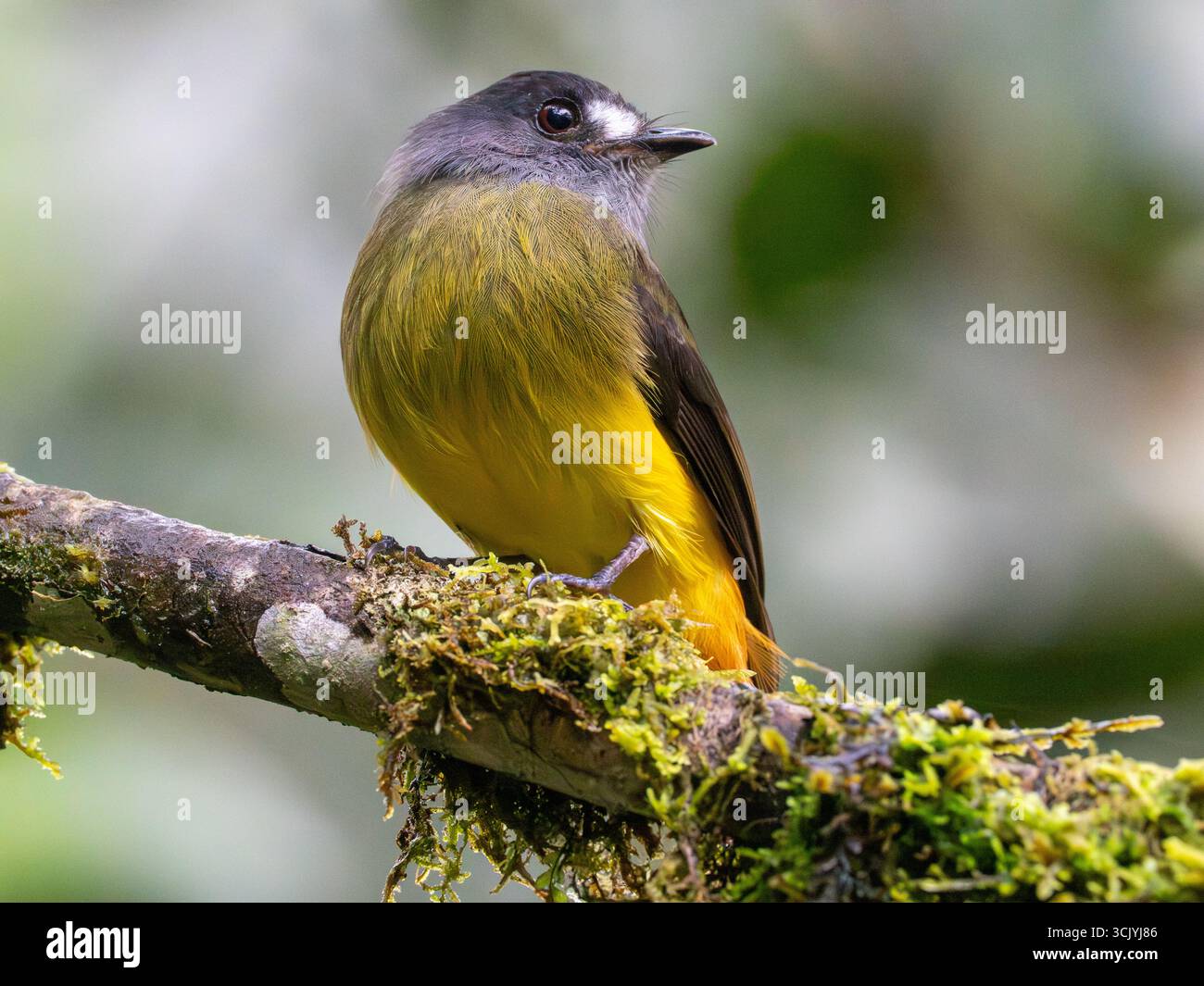 Attrape-mouches orné, Myiotriccus ornatus, dans le parc national de Podocarpus, Zamora, Équateur Banque D'Images
