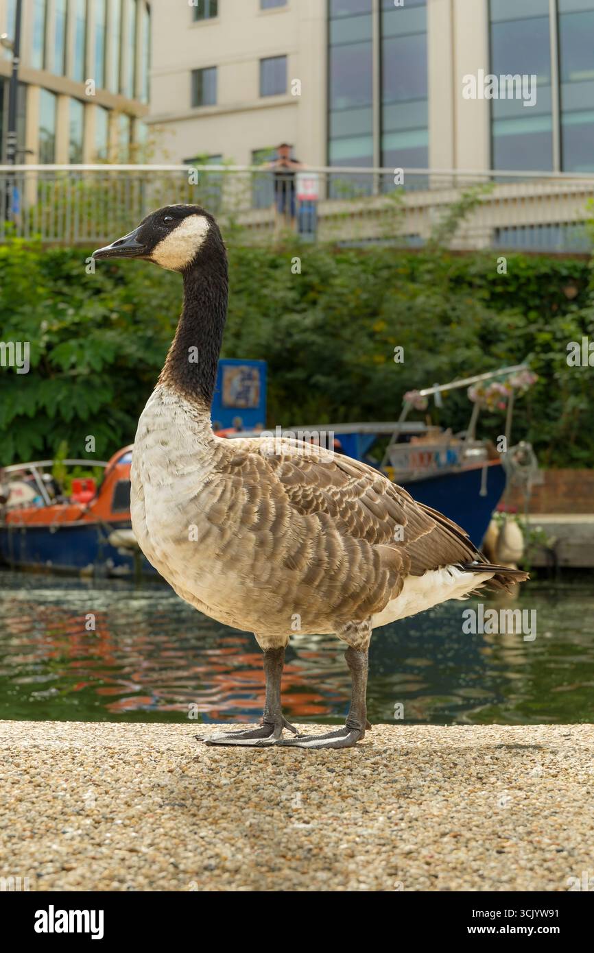 Londres, Angleterre - Une oie du Canada tolère les gens sur le chemin de halage très fréquenté du Regent's canal près de Kings Cross à Londres. L'oie du Canada (Branta Canad Banque D'Images