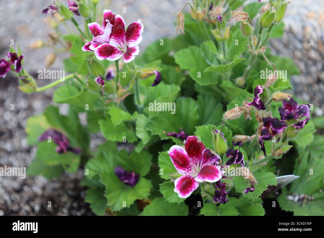gros plan fleurs blanches roses violettes au sommet d'une plante touffue avec des feuilles vert moyen cuplike Banque D'Images