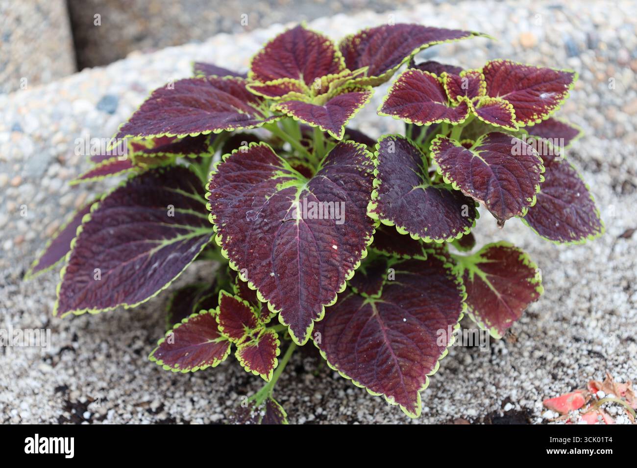 macro plante en gros plan avec des feuilles rouge bordeaux violet profond avec des bords vert clair dans une jardinière en béton Banque D'Images