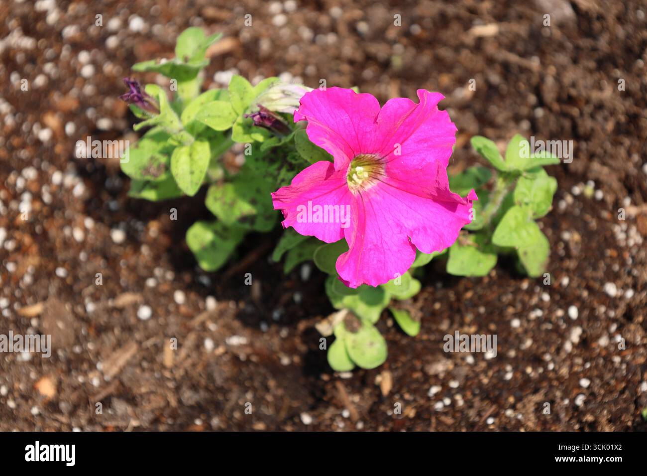 gros plan unique fleur rose rouge violet au-dessus de minuscules feuilles vert clair Banque D'Images
