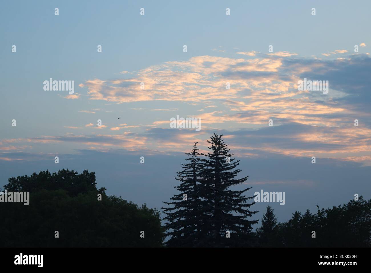 andain de nuages au-dessus des arbres peints rose violet gris (gris) blanc doré au coucher du soleil Banque D'Images